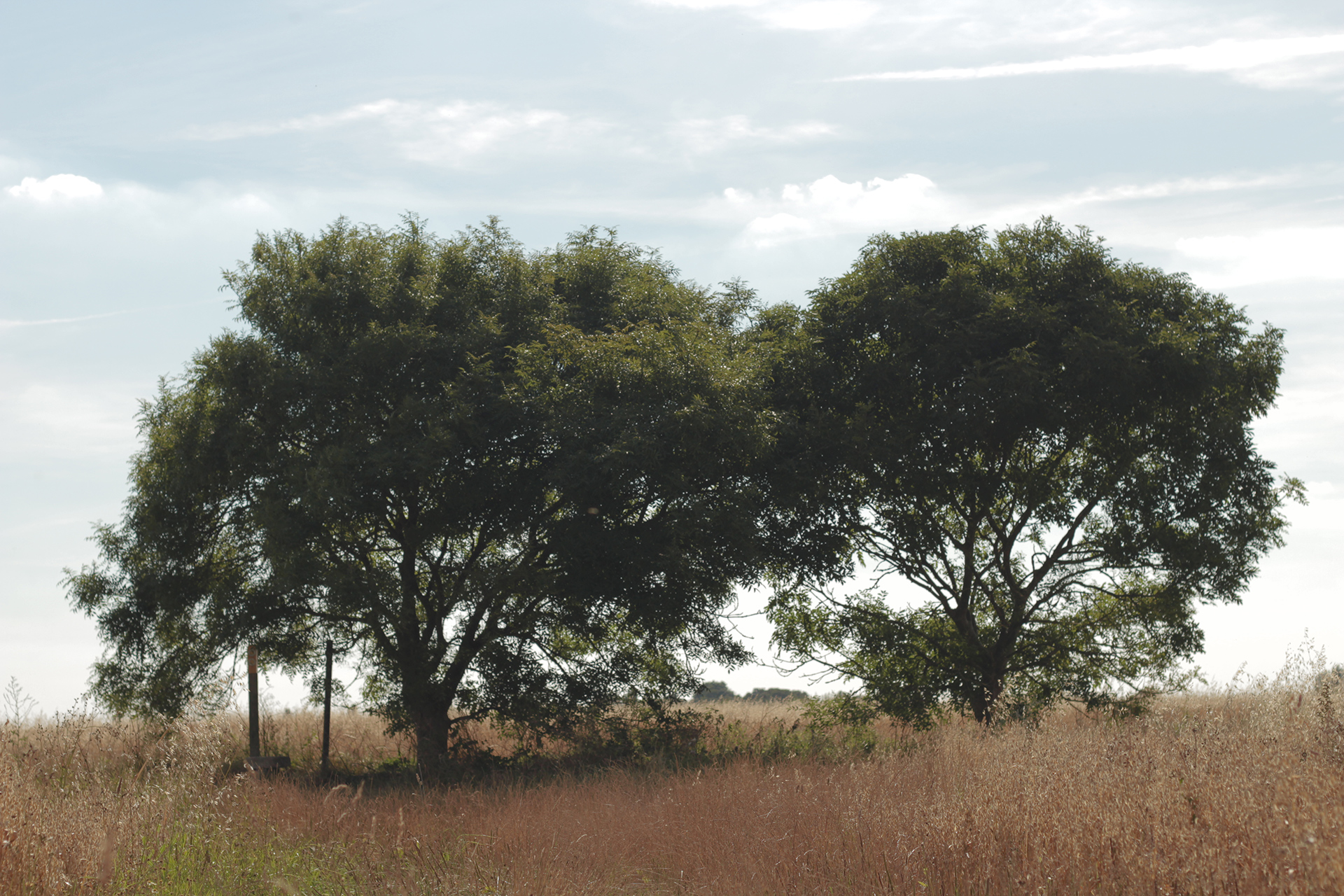 killingtreesfullframed